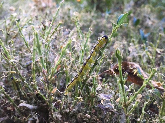 Buxusrupsen in Houten