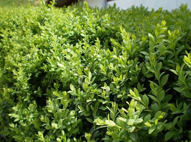 Buxusmot en Buxusrupsen Houten