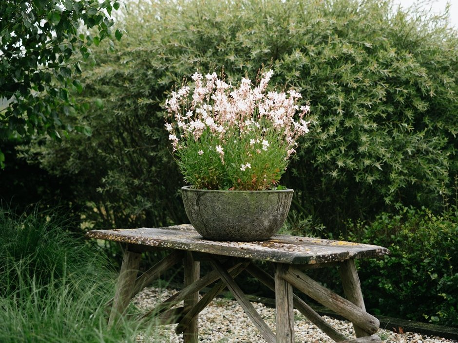 Detail van de beplanting in de moderne serene Nederlandse tuin 